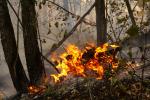 Проще предупредить возгорания лесов, чем тушить лесные пожары