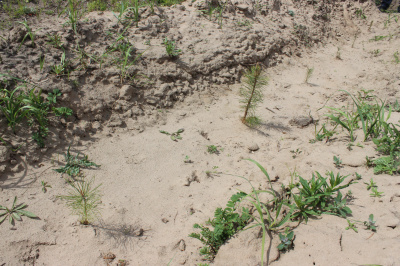 Приоритетами в стратегическом развитии Тольятти определены люди и экология