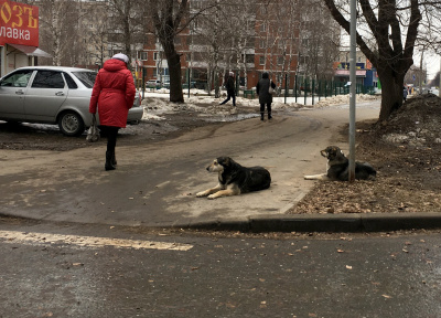 Предложен план действий по регулированию численности бродячих животных