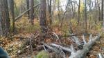 Очистка и восстановление леса Тольятти под пристальным вниманием городских депутатов