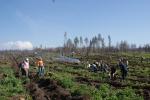 Депутаты и аппарат городской Думы вносят посильный вклад в восстановление тольяттинского леса 