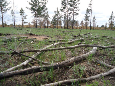 Городские депутаты обеспокоены противопожарной безопасностью лесов Тольятти