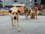 Думой принято решение, касающееся реализации права на осуществление полномочий по отлову бродячих собак