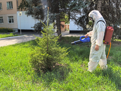 Спасти ёлки 